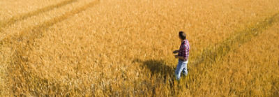 Farmer in cereal field